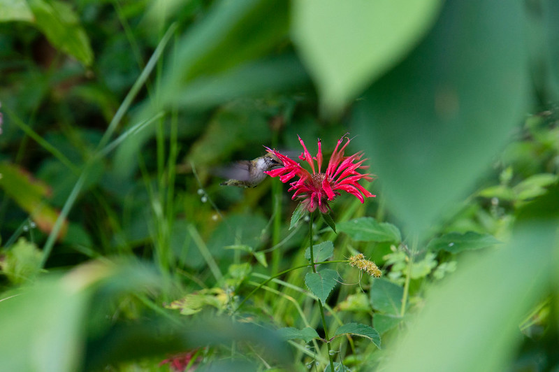 Ruby Throated Hummingbird on Scarlet Bee Balm