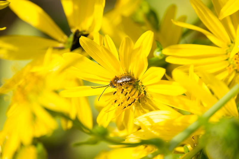 Long horned bee on Cup Plant