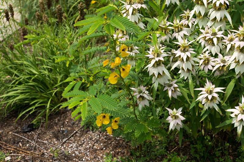 Partridge Pea and Spotted Bee Balm
