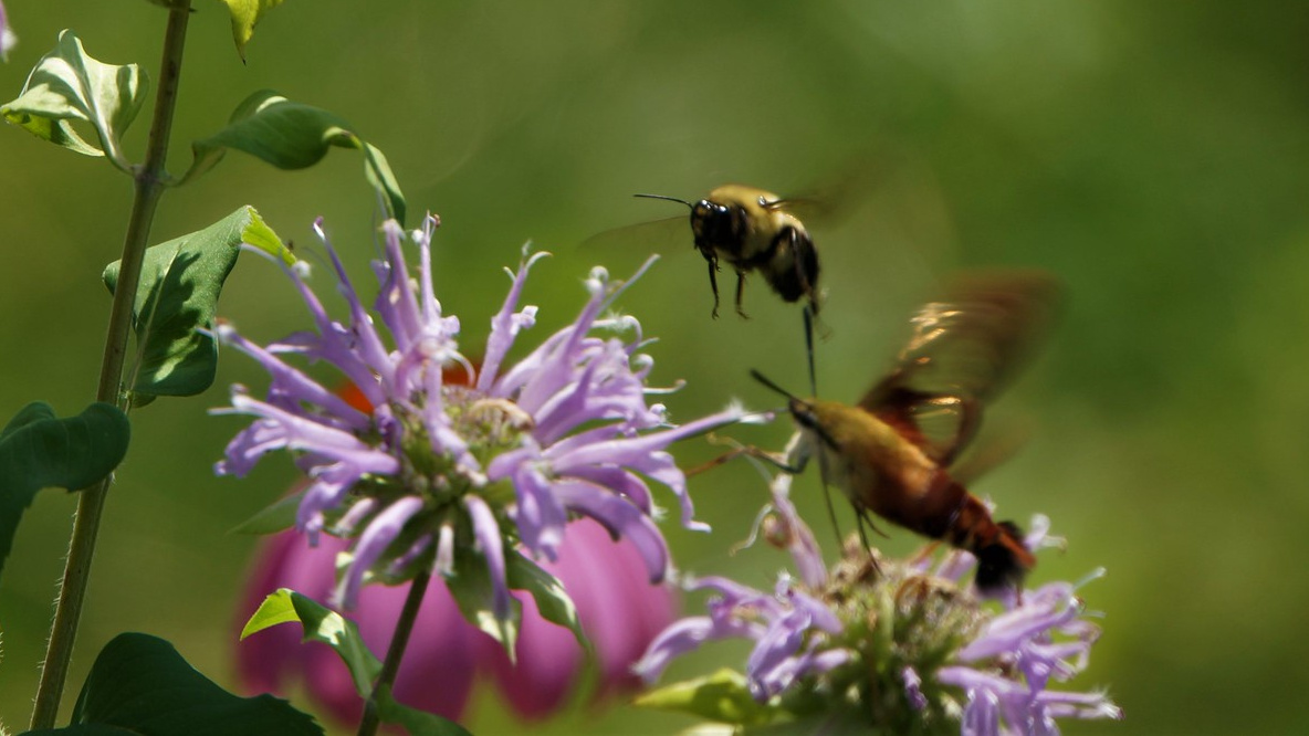 Bee Balm, Bumblebee, Clearwing