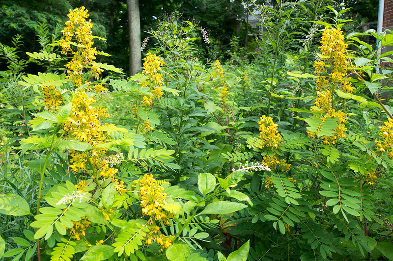 Wild senna (Senna hebecarpa) growing from seed planted in the fall