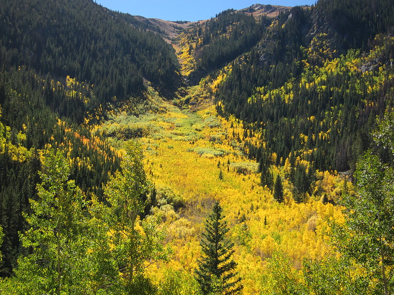 A grove of Aspen Trees in Empire, CO