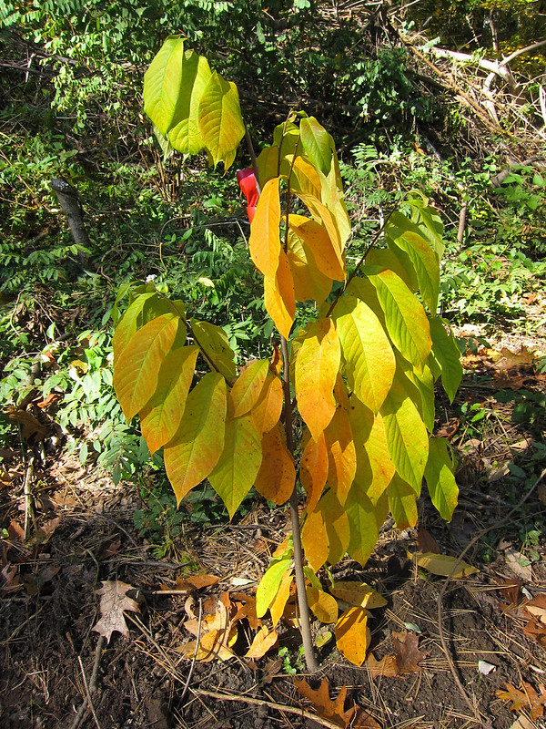 Fall planting of a Paw Paw tree