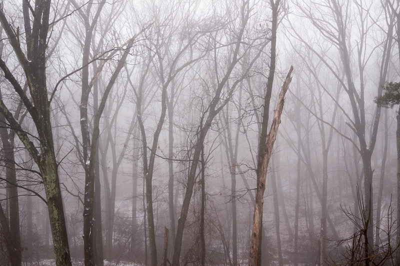 Foggy woodland dingle