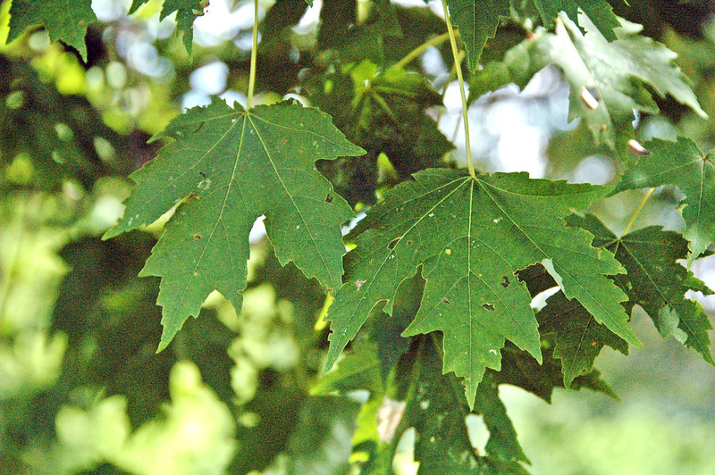 Freeman Maple