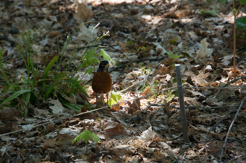 Robin foraging in the leaves in spring