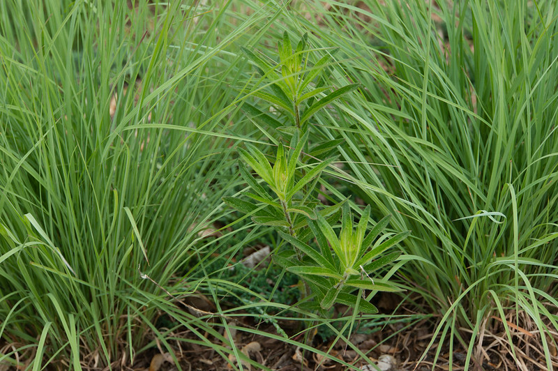 Butterflyweed and Little Bluestem