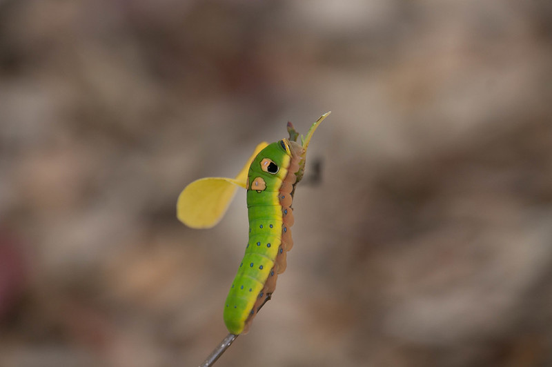 Spicebush Swallowtail